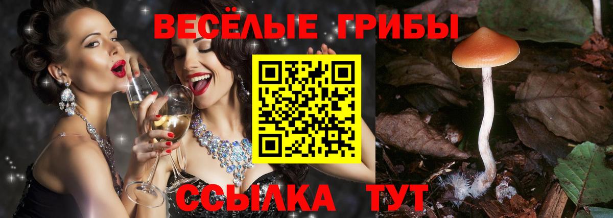 Псилоцибиновые грибы Cubensis Баксан